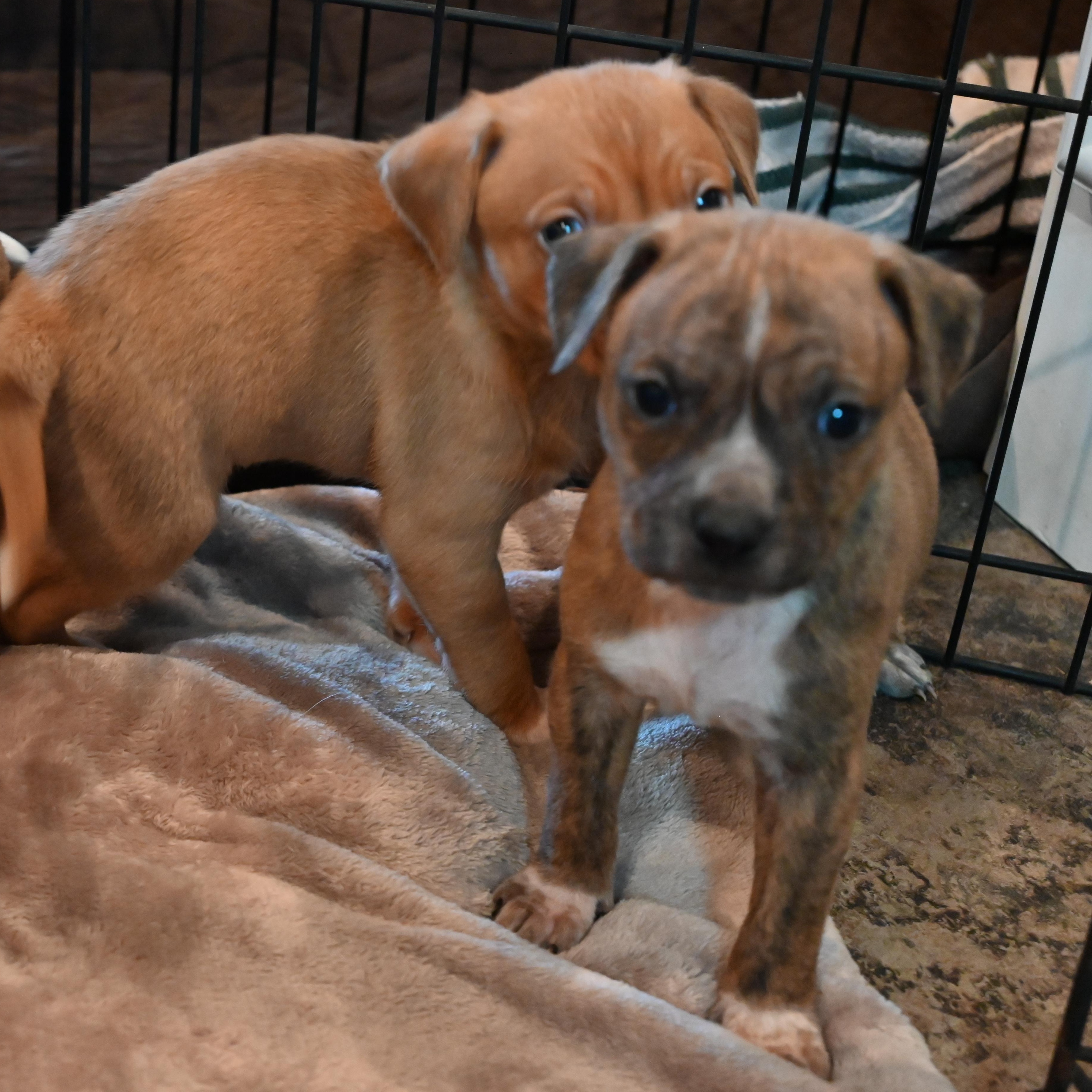 Enlarge Wild Blackberry, a ADOPTABLE mixed breed in Goshen, KY image 2/4