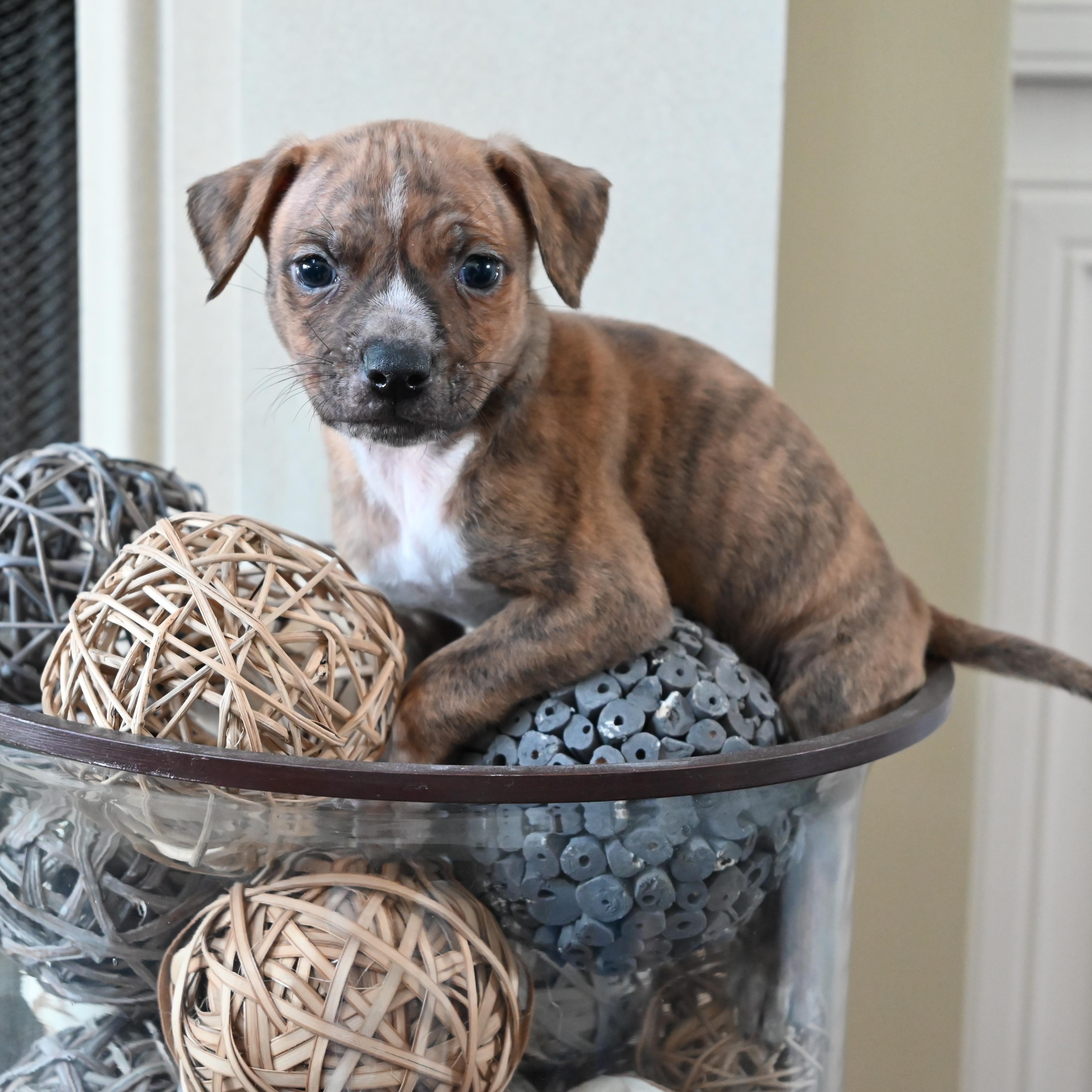 Enlarge Wild Blackberry, a ADOPTABLE mixed breed in Goshen, KY image 1/4
