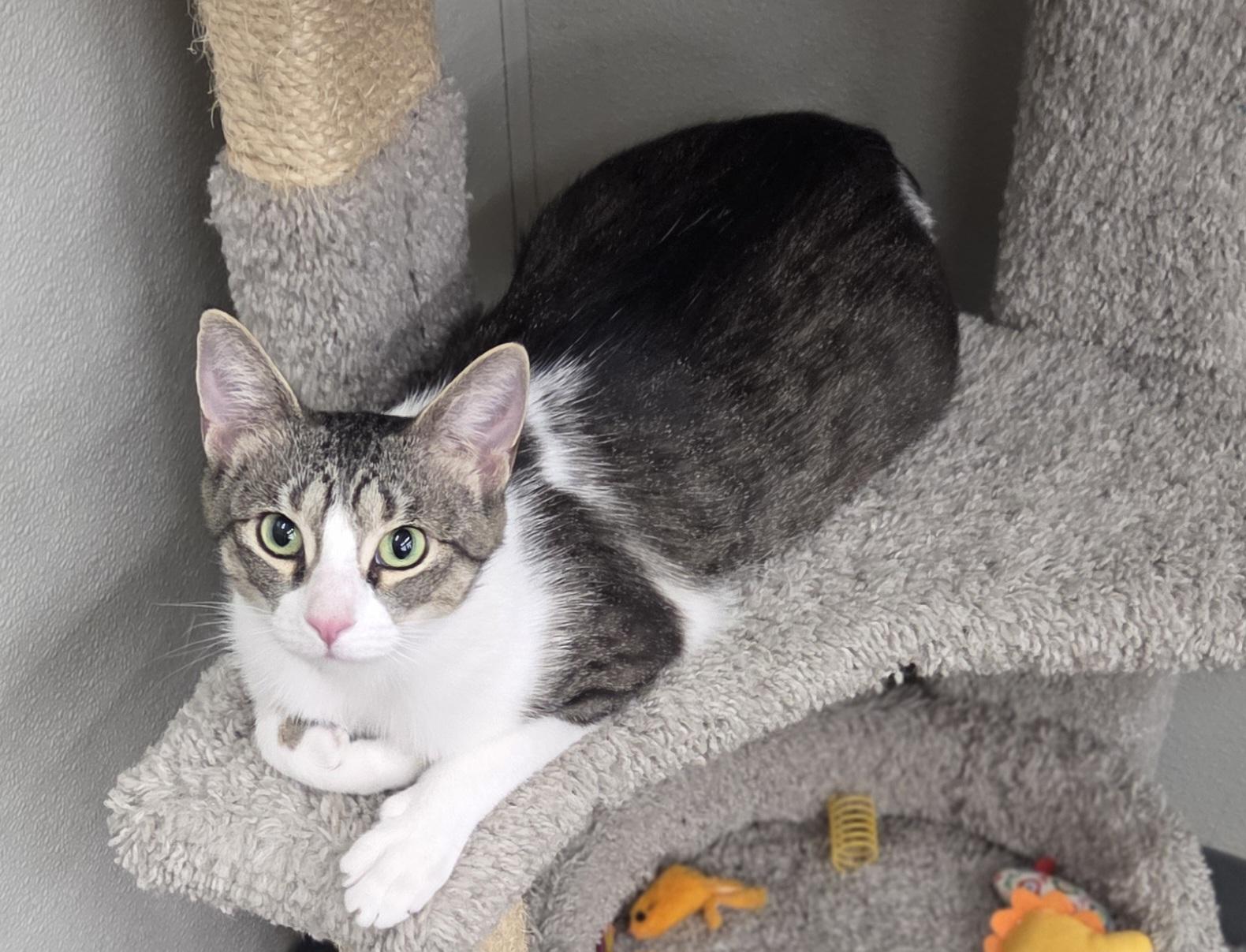 Jenga, a ADOPTABLE Domestic Short Hair in Brighton, MI image 3/6