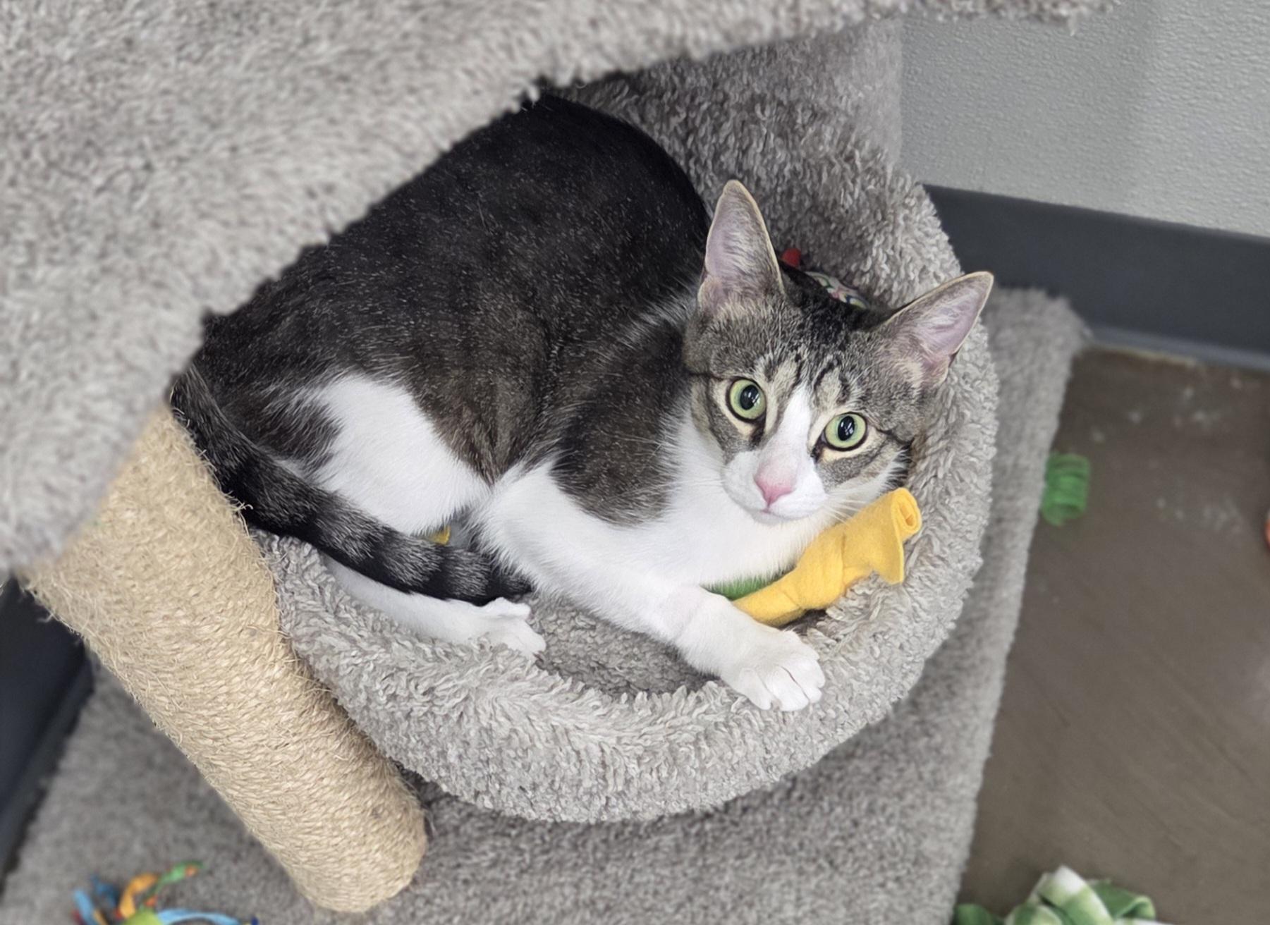 Jenga, a ADOPTABLE Domestic Short Hair in Brighton, MI image 5/6