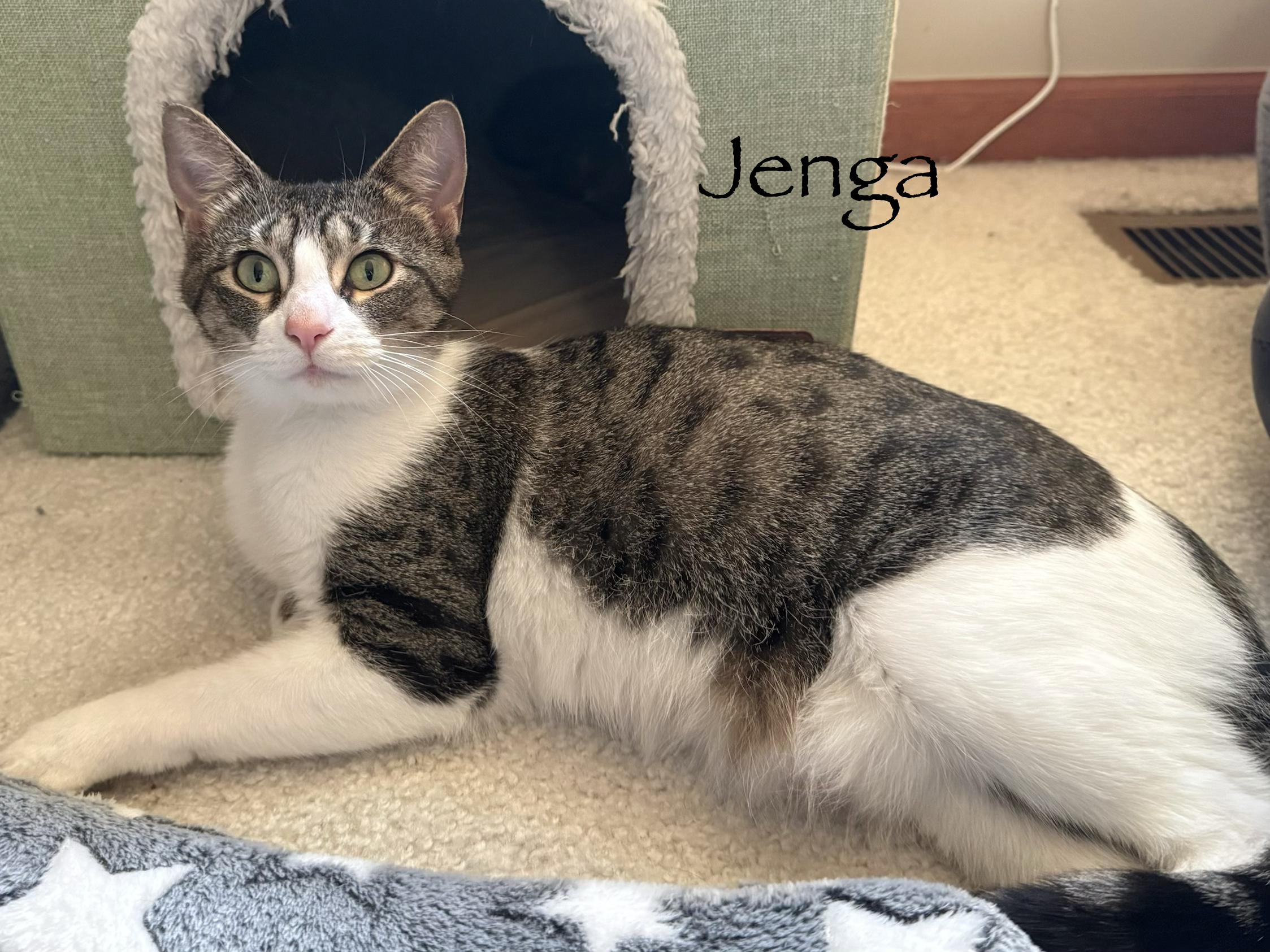 Jenga, a ADOPTABLE Domestic Short Hair in Brighton, MI image 4/6