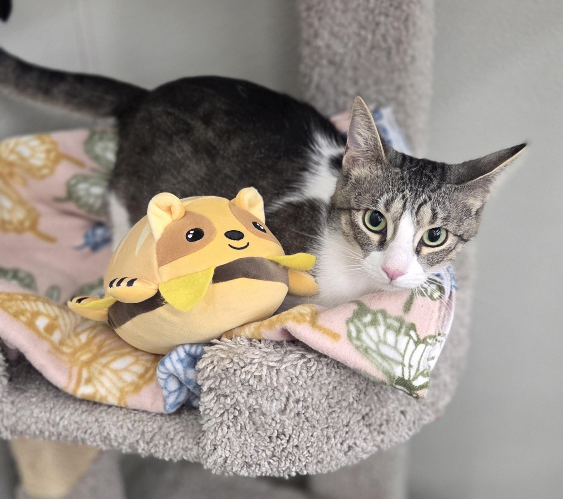 Jenga, a ADOPTABLE Domestic Short Hair in Brighton, MI image 6/6