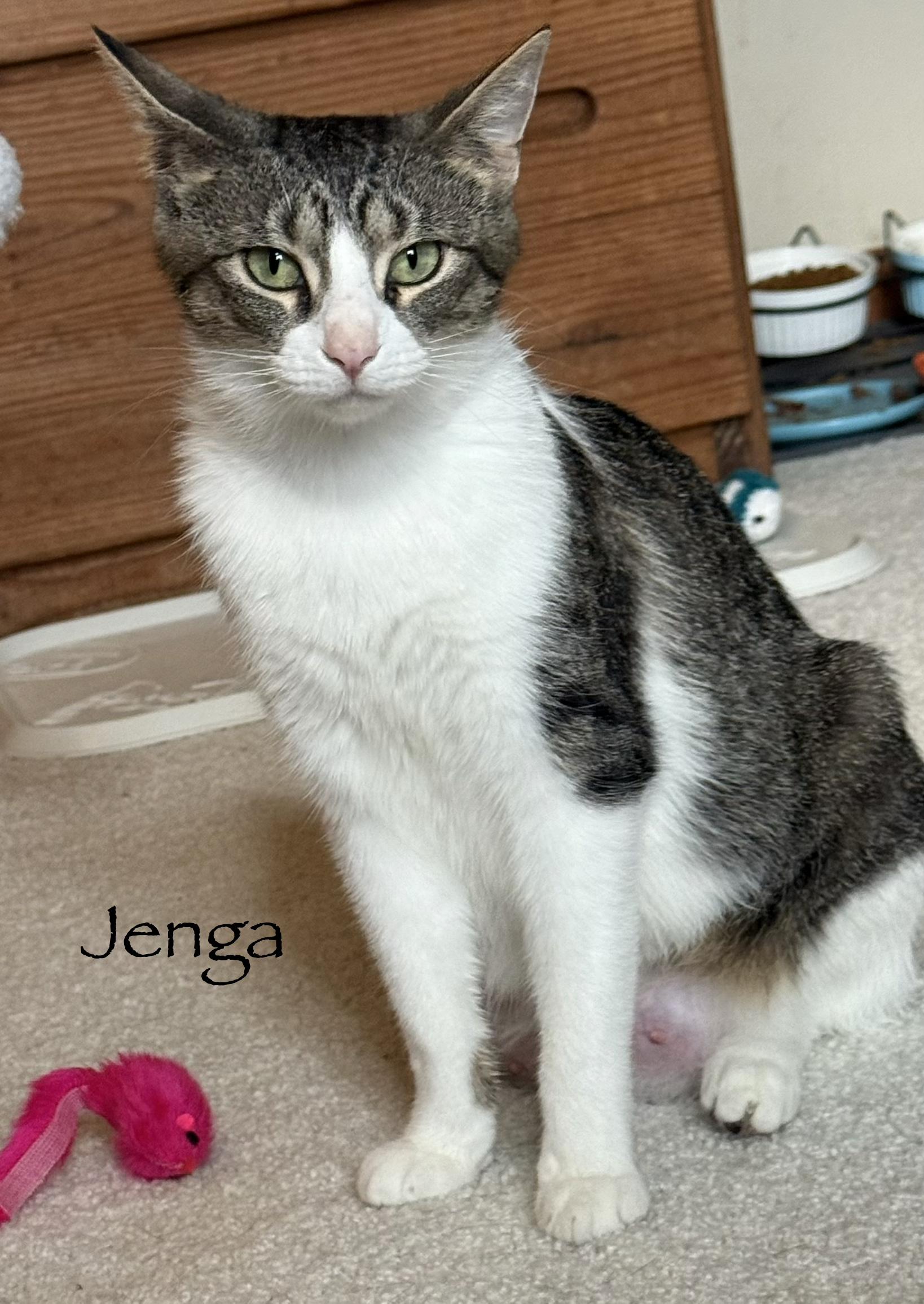 Jenga, ADOPTABLE, Young Female Domestic Short Hair.