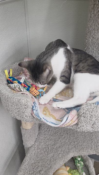 Enlarge Jenga, a ADOPTABLE Domestic Short Hair in Brighton, MI video 2/6