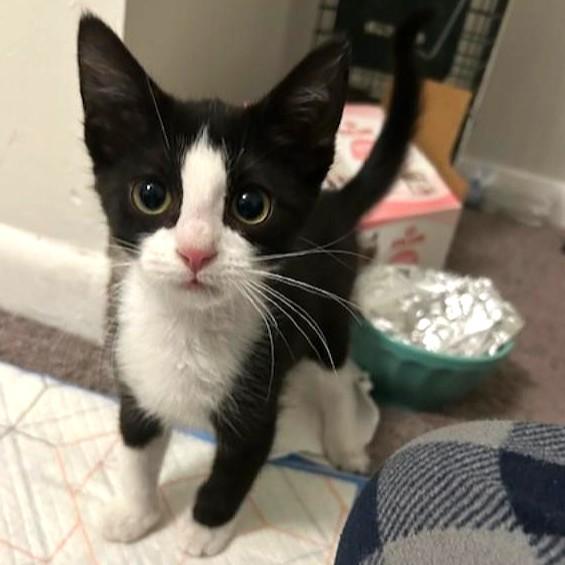 Enlarge Star, an adopted Domestic Short Hair in Smithfield, NC image 2/2