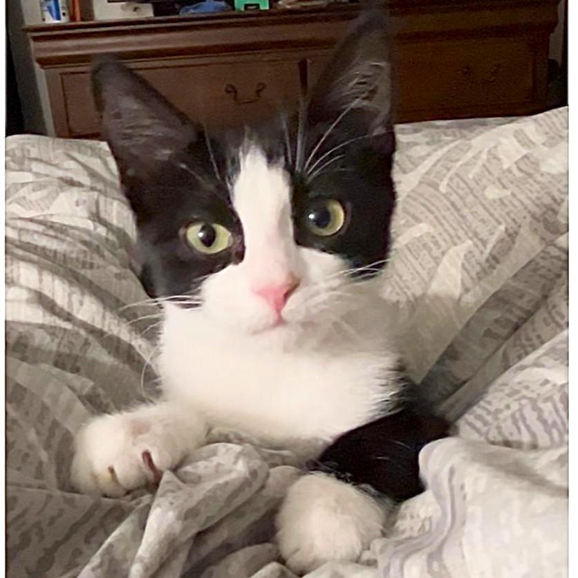 Star, adopted, Young Female Domestic Short Hair.