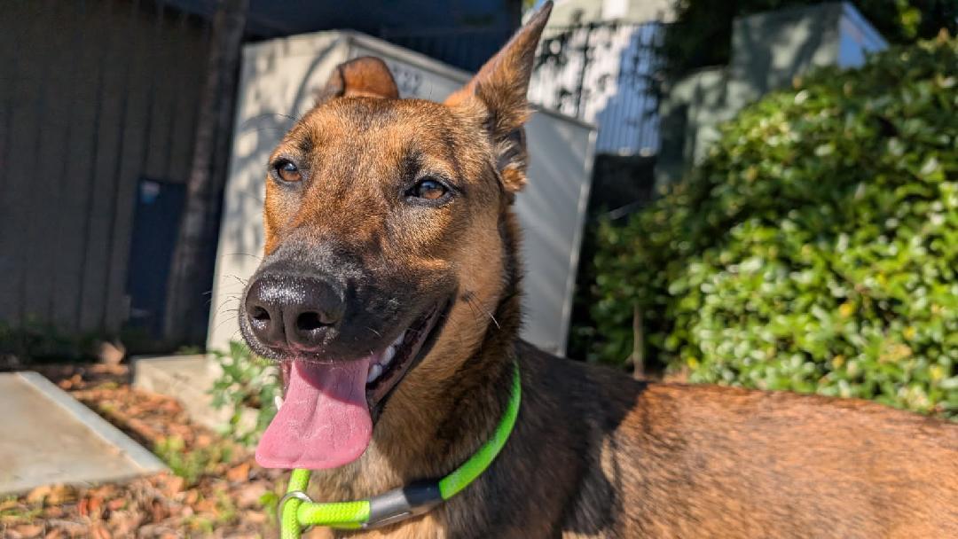 Enlarge Toffee, a Adoptable mixed breed in Newport Beach, CA image 1/2