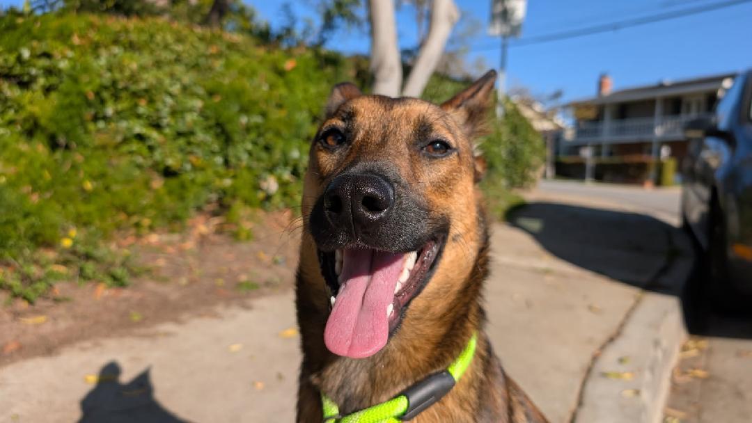 Enlarge Toffee, a Adoptable mixed breed in Newport Beach, CA image 2/2