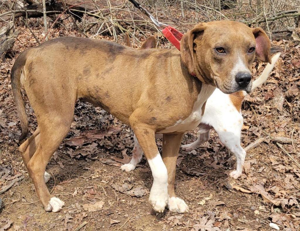 Enlarge Celina, a Adoptable mixed breed in Crossville, TN image 2/6