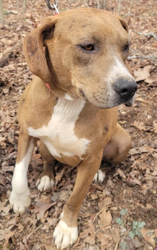 Enlarge Celina, a Adoptable mixed breed in Crossville, TN image 3/6