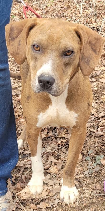 Enlarge Celina, a Adoptable mixed breed in Crossville, TN image 4/6