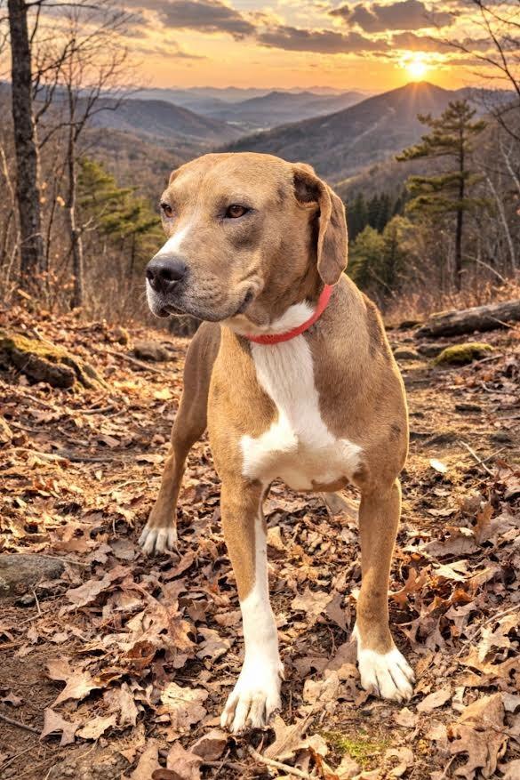 Enlarge Celina, a Adoptable mixed breed in Crossville, TN image 5/6