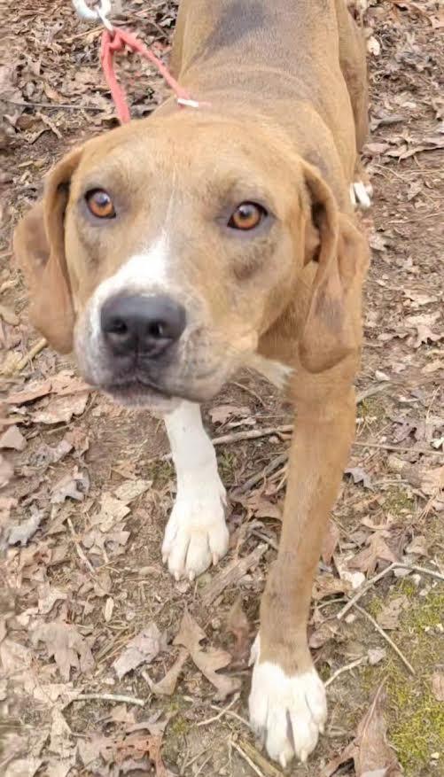 Enlarge Celina, a Adoptable mixed breed in Crossville, TN image 6/6