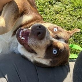 Enlarge Nova, a Adopted mixed breed in Roseburg, OR image 1/1