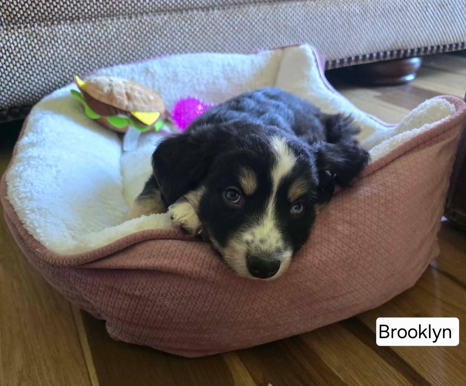 Enlarge Brooklyn, a ADOPTABLE mixed breed in St. Clairsville, OH image 2/2