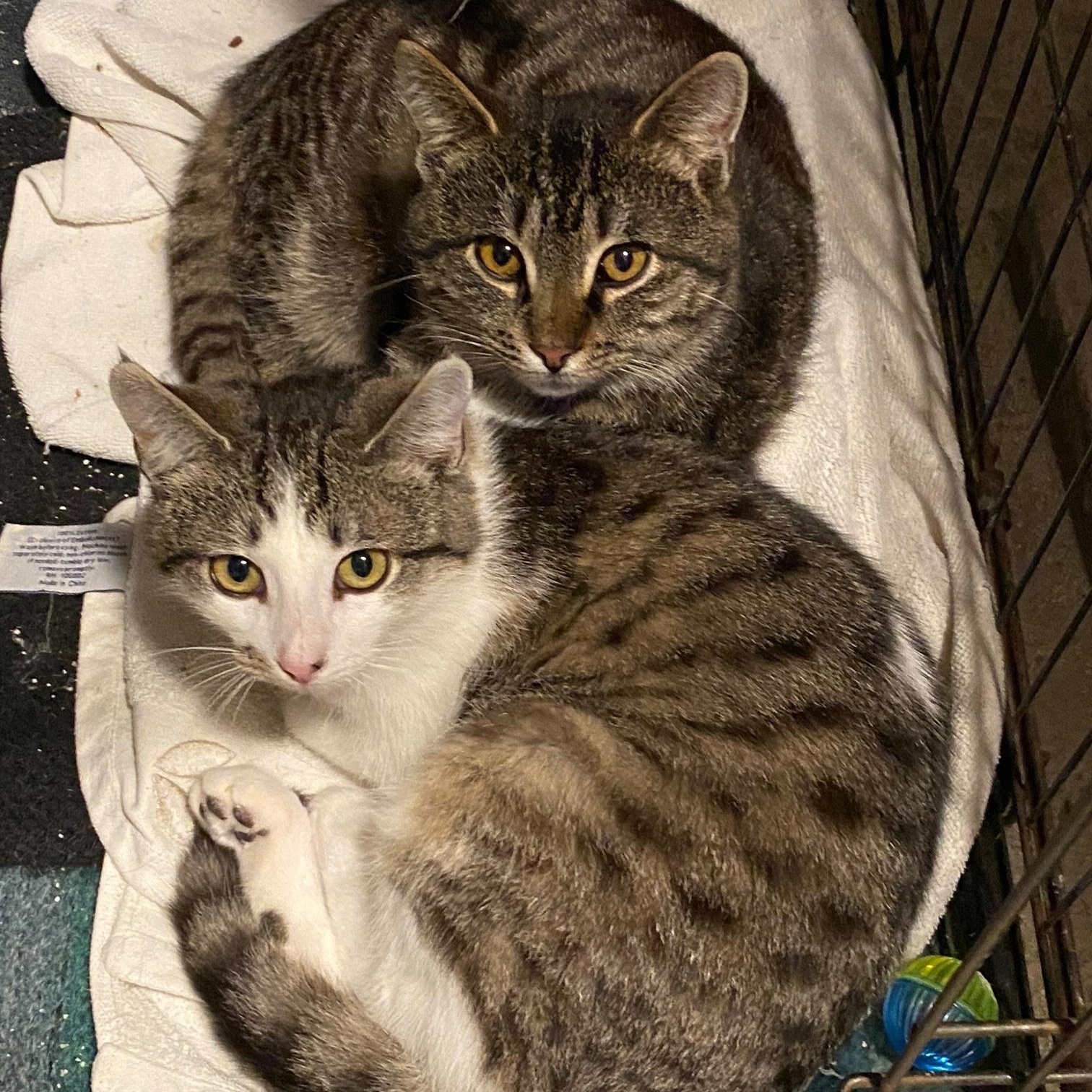 Rory & Nico