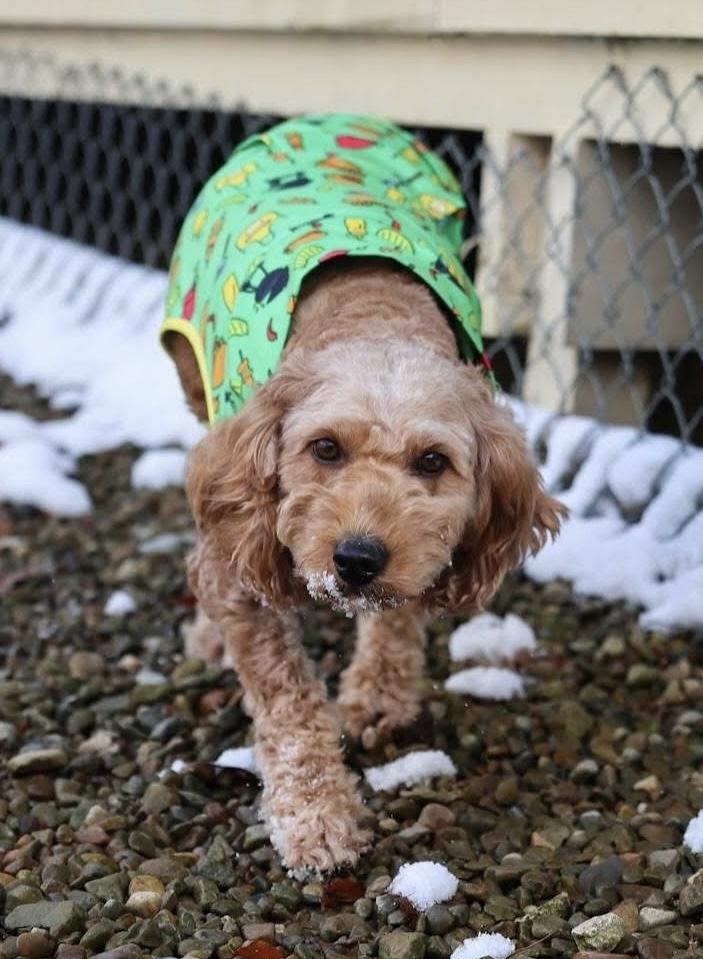 Daphne, Adoptable, Adult Female Goldendoodle & Miniature Poodle.