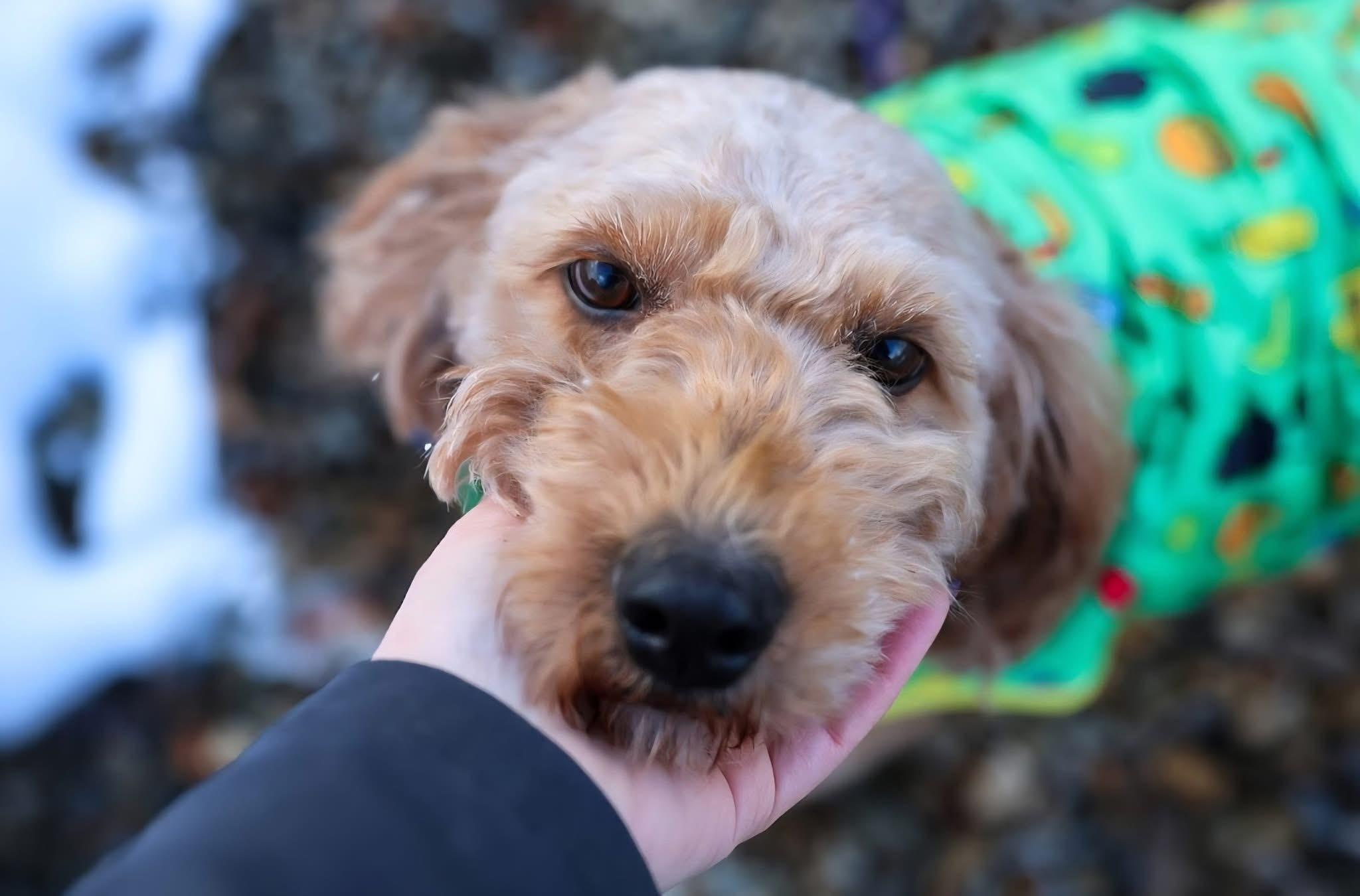 Enlarge Daphne, an adopted mixed breed in North Olmsted, OH image 2/5