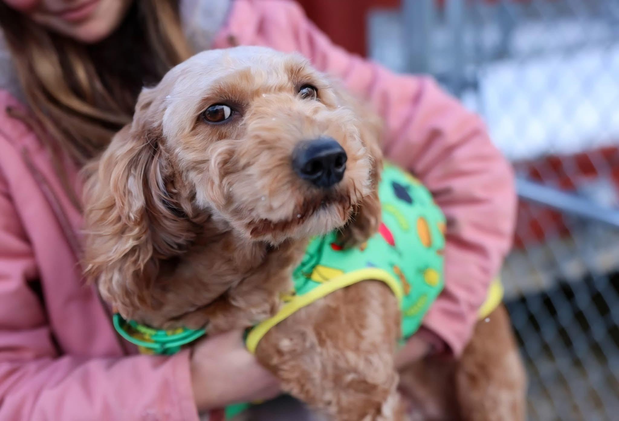 Enlarge Daphne, an adopted mixed breed in North Olmsted, OH image 3/5