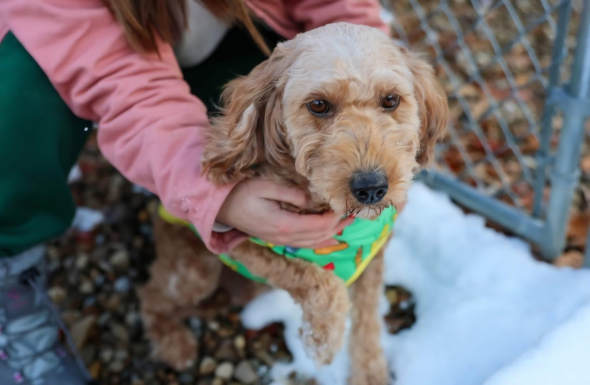 Enlarge Daphne, an adopted mixed breed in North Olmsted, OH image 5/5