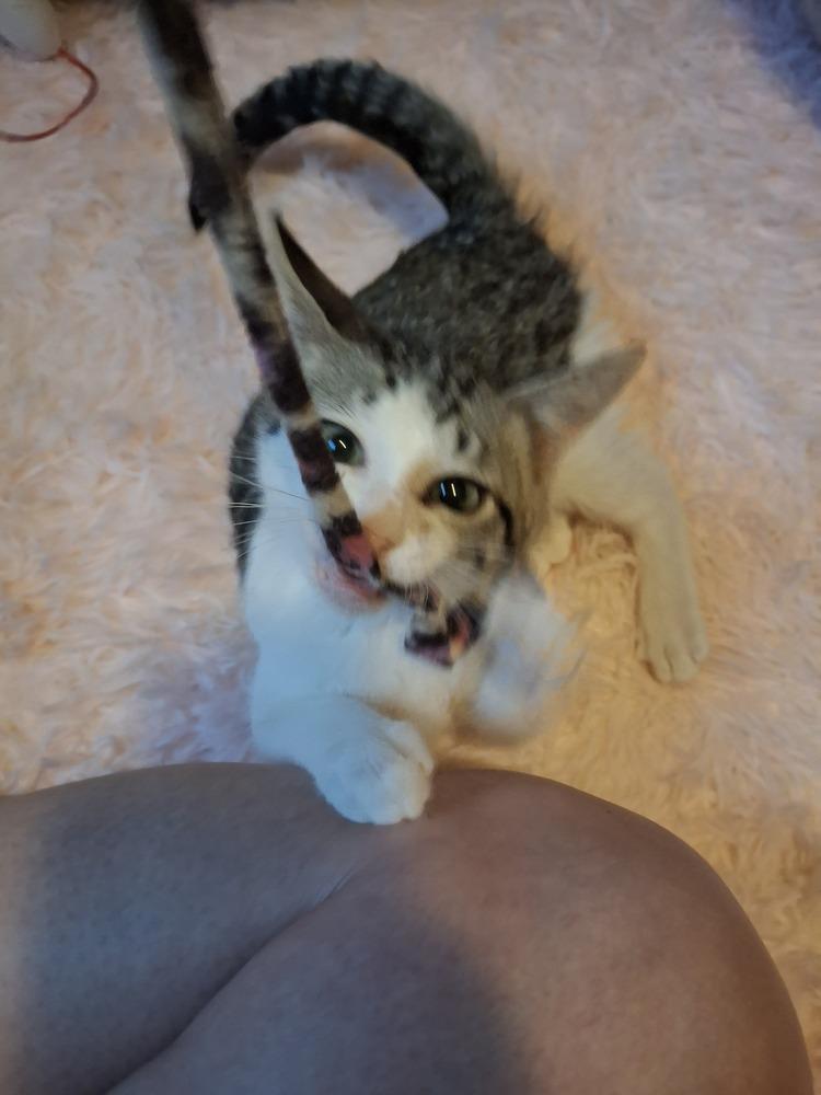 Colby, Adoptable, Kitten Male Domestic Short Hair.