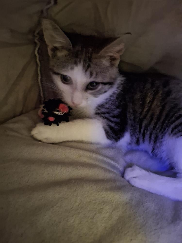 Colby, a Adoptable Domestic Short Hair in Dayton, OH image 2/3