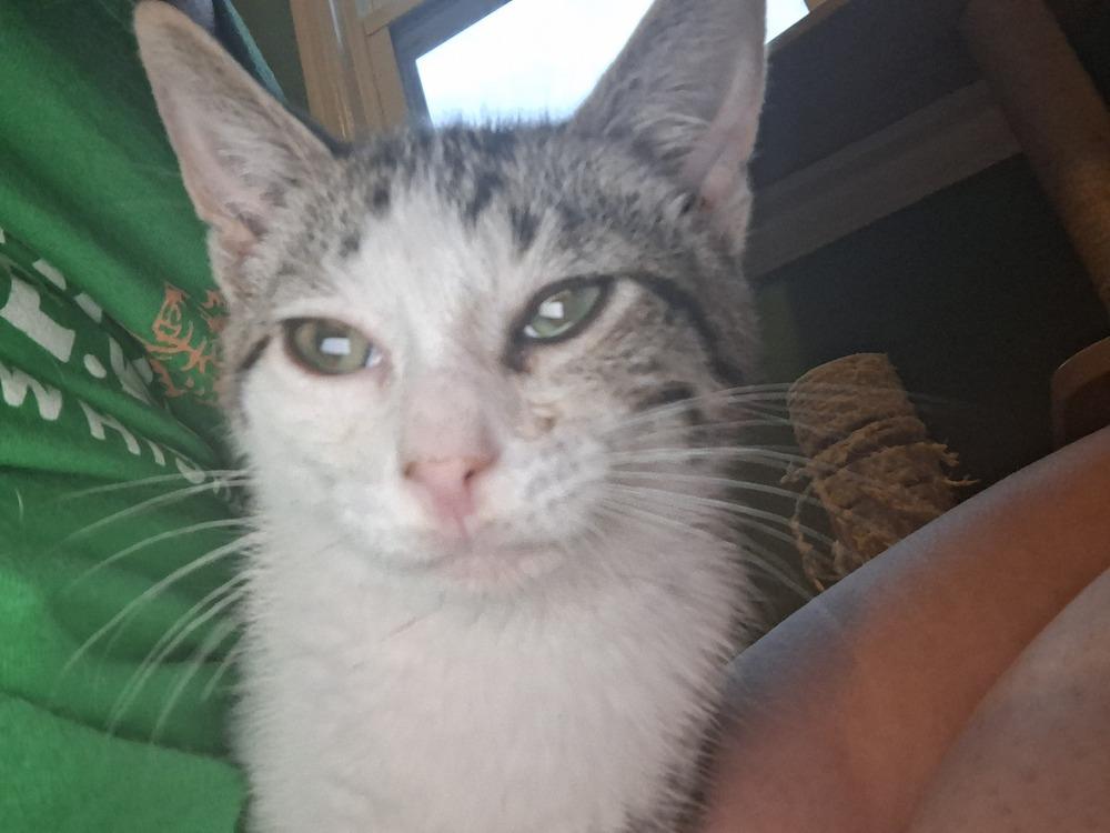 Colby, a Adoptable Domestic Short Hair in Dayton, OH image 3/3