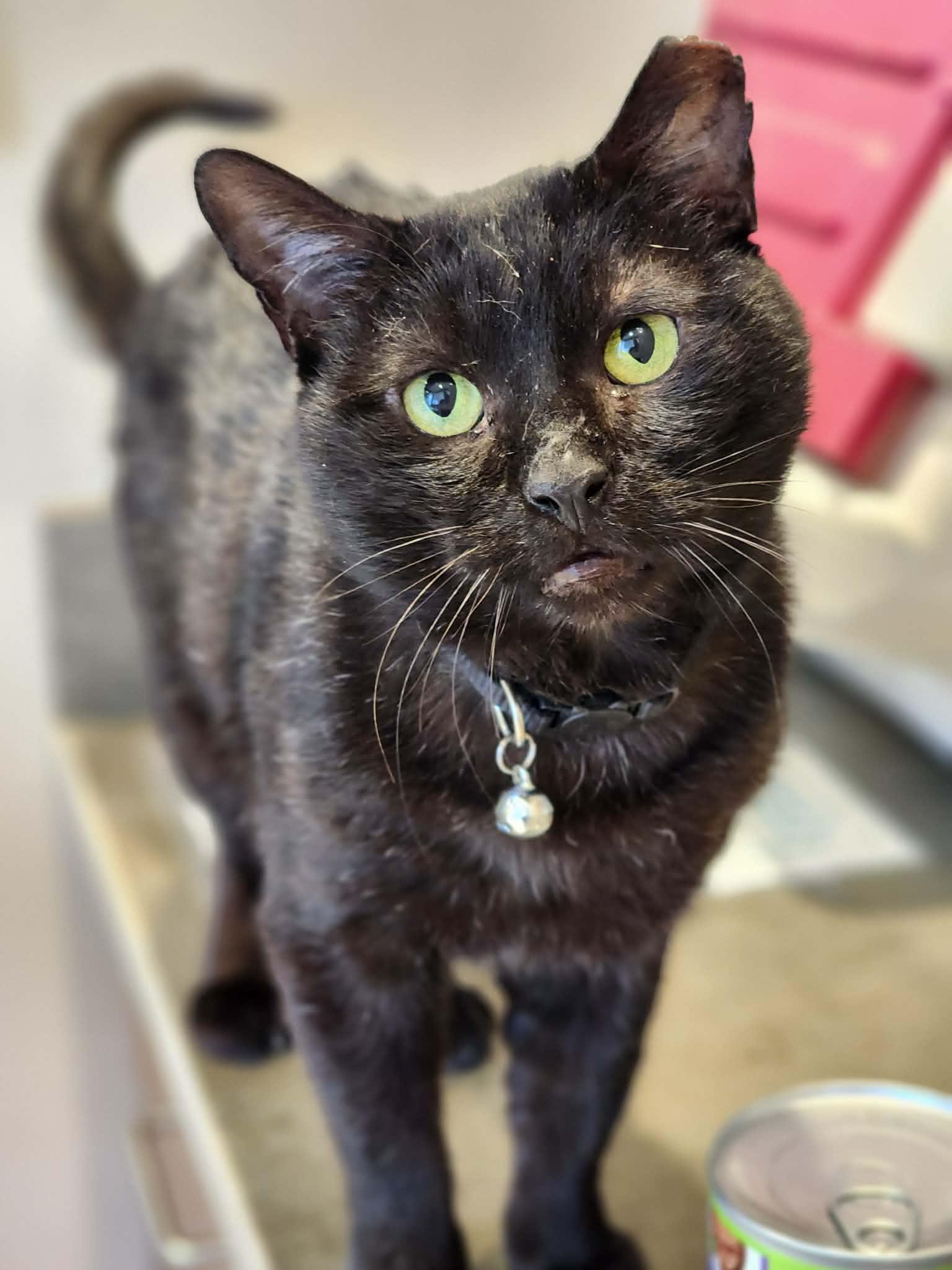 Enlarge Pip aka Tail Pipe of the Auto Parts Cats, a ADOPTABLE Domestic Short Hair in Sterling, VA image 2/6