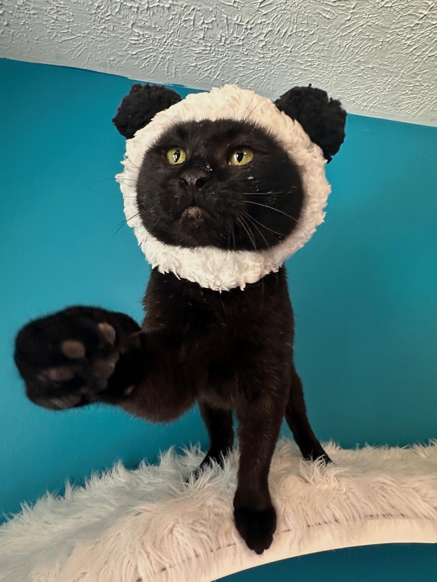 Enlarge Pip aka Tail Pipe of the Auto Parts Cats, a ADOPTABLE Domestic Short Hair in Sterling, VA image 6/6