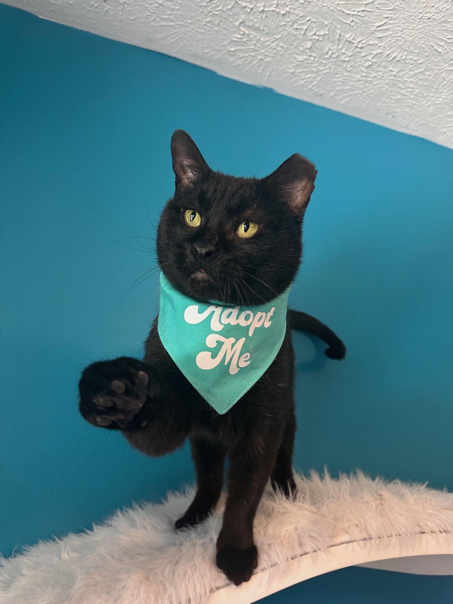 Enlarge Pip aka Tail Pipe of the Auto Parts Cats, a ADOPTABLE Domestic Short Hair in Sterling, VA image 3/6
