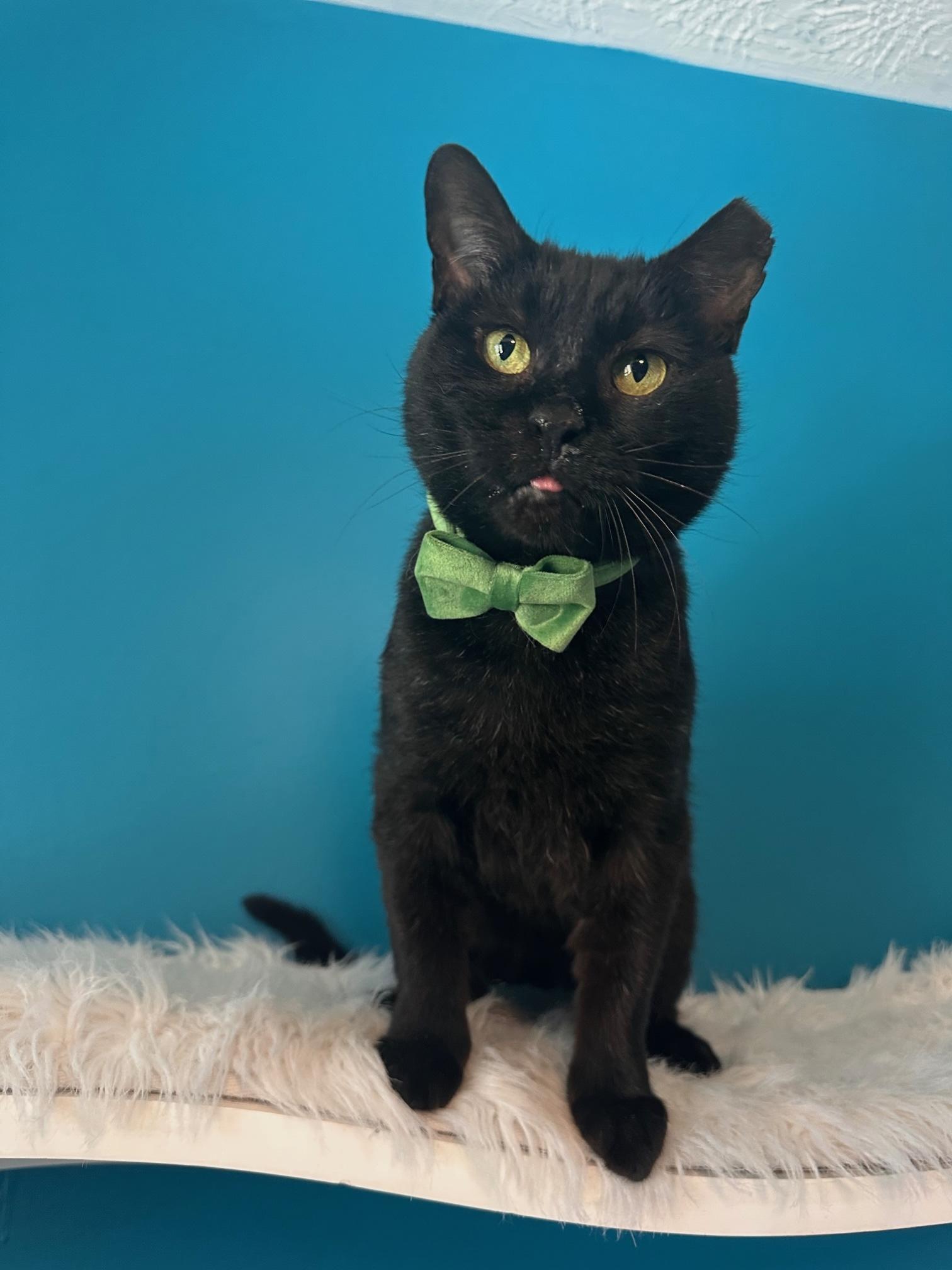 Pip aka Tail Pipe of the Auto Parts Cats, ADOPTABLE, Adult Male Domestic Short Hair.