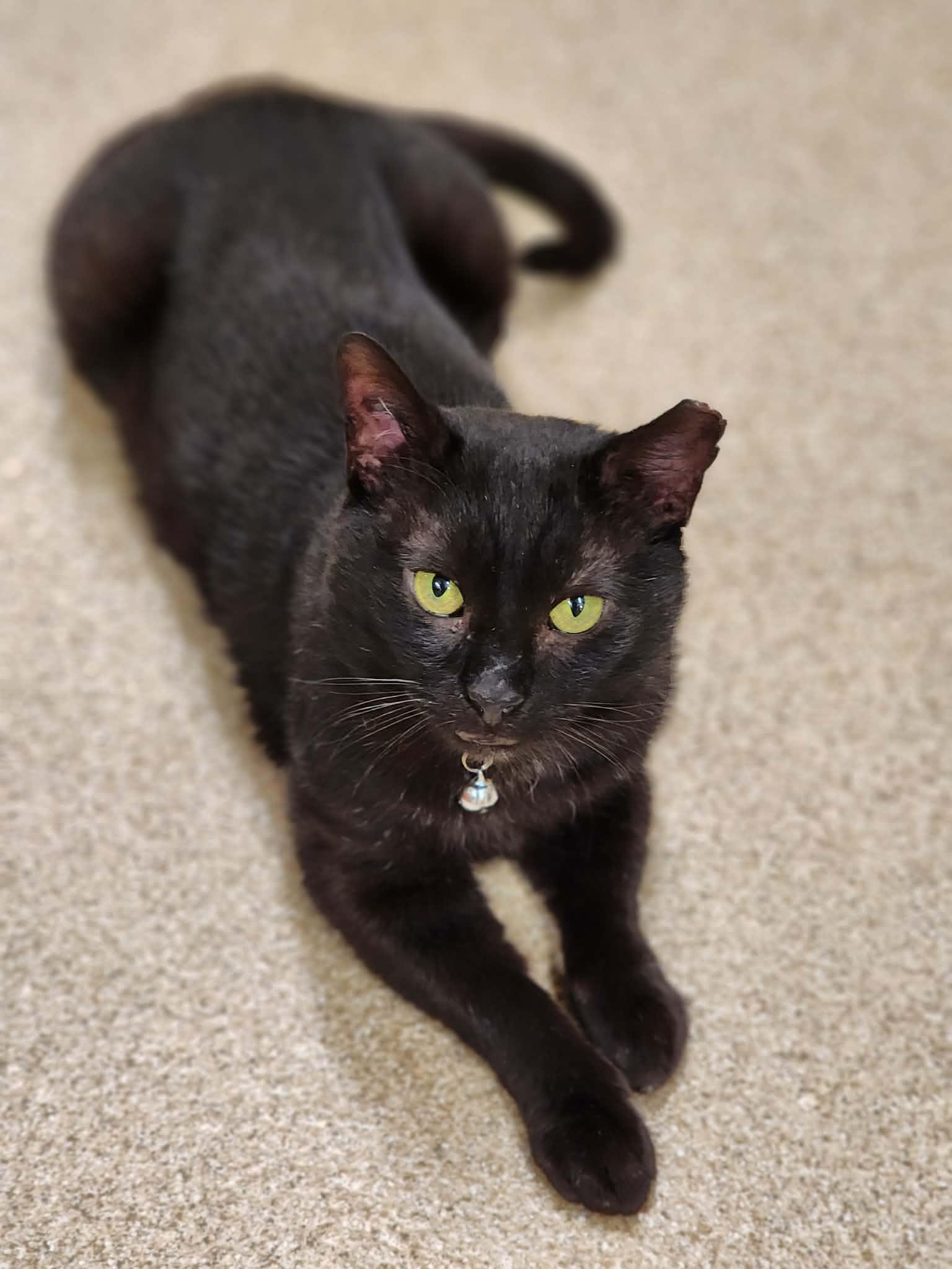 Enlarge Pip aka Tail Pipe of the Auto Parts Cats, a ADOPTABLE Domestic Short Hair in Sterling, VA image 5/6