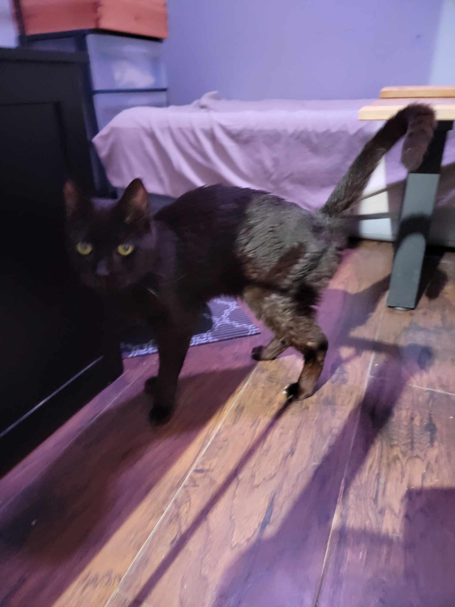 MARS, an adoptable Domestic Short Hair in Fosters, AL, 35463 | Photo Image 4