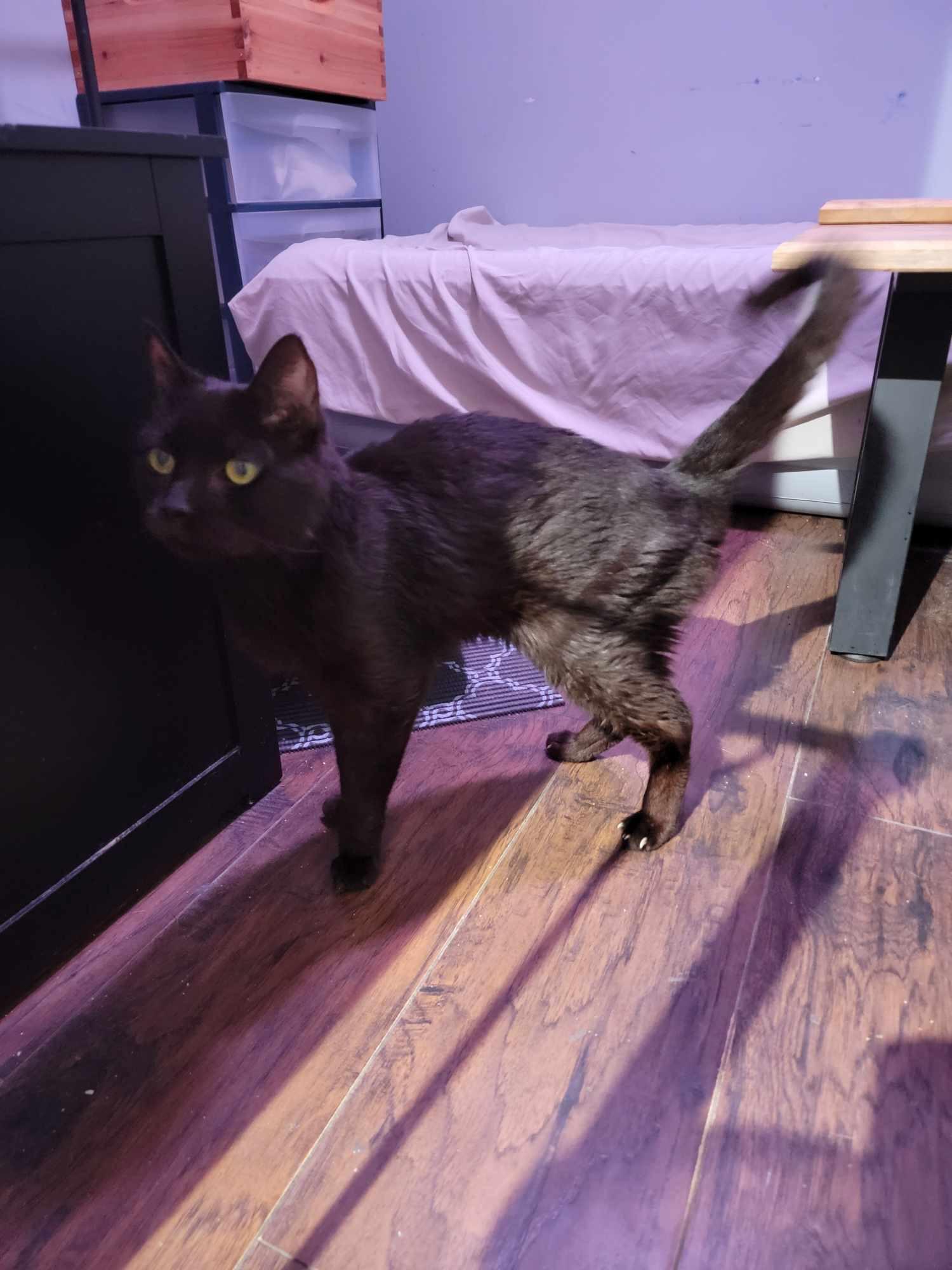 MARS, an adoptable Domestic Short Hair in Fosters, AL, 35463 | Photo Image 2