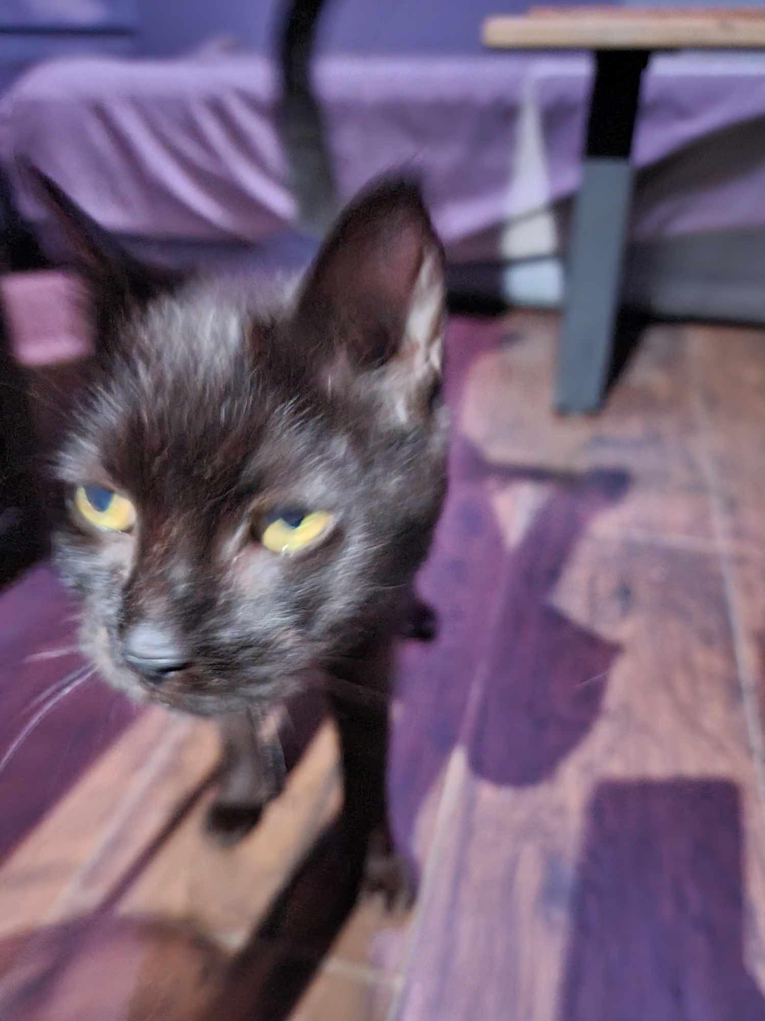 MARS, an adoptable Domestic Short Hair in Fosters, AL, 35463 | Photo Image 3