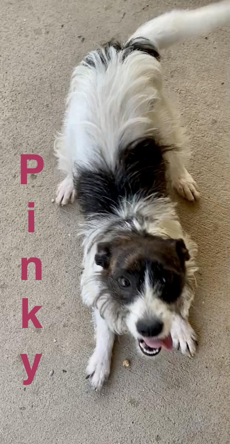 Pinky, adopted, Young Female Wirehaired Terrier.