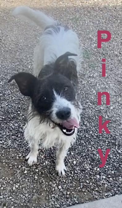 Pinky, an adopted Wirehaired Terrier in Pomeroy, OH image 2/3