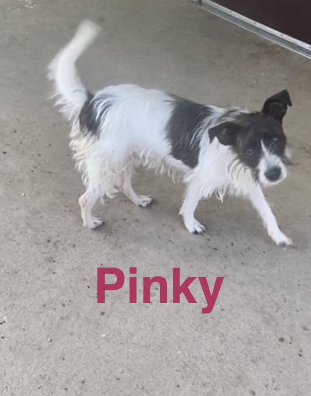 Pinky, an adopted Wirehaired Terrier in Pomeroy, OH image 3/3