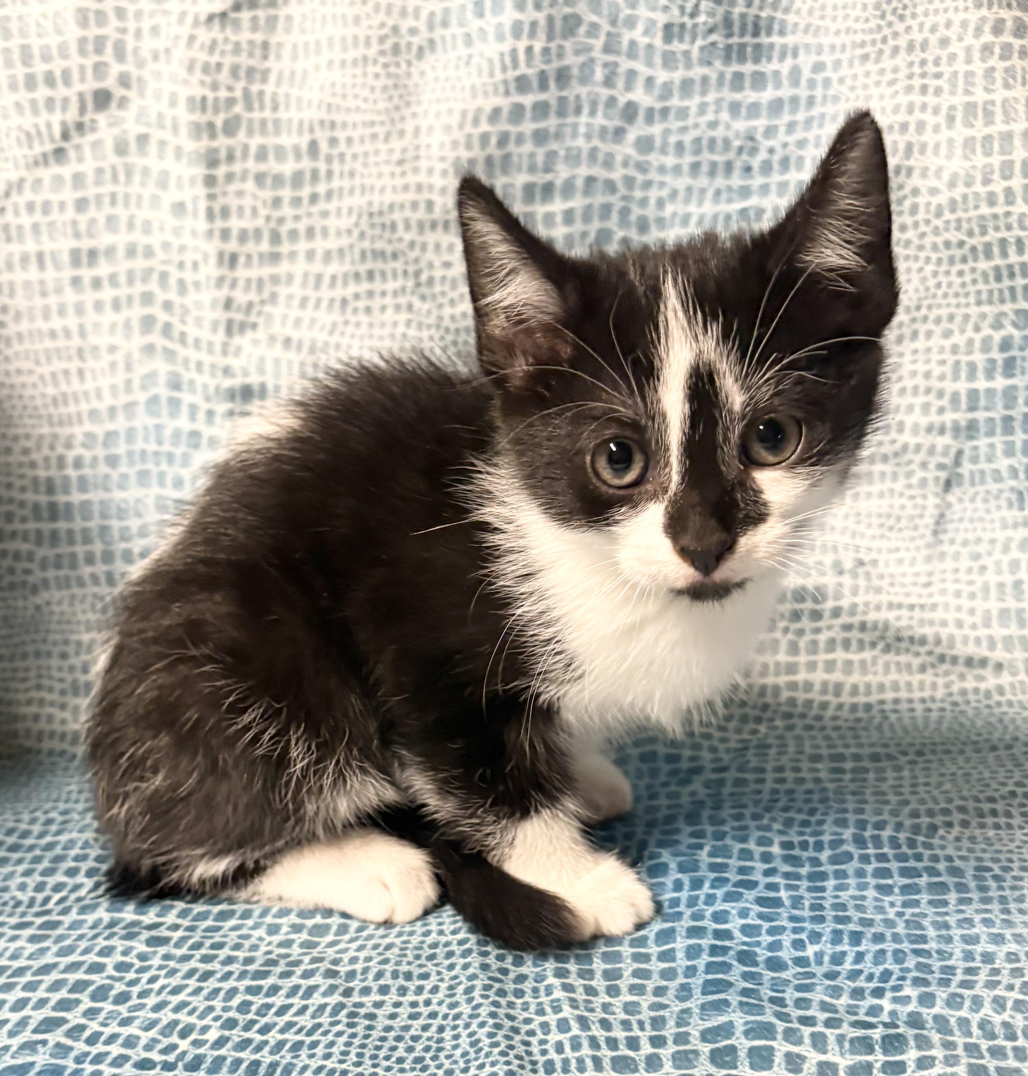 SKUNK, adopted, Kitten Female Domestic Short Hair.