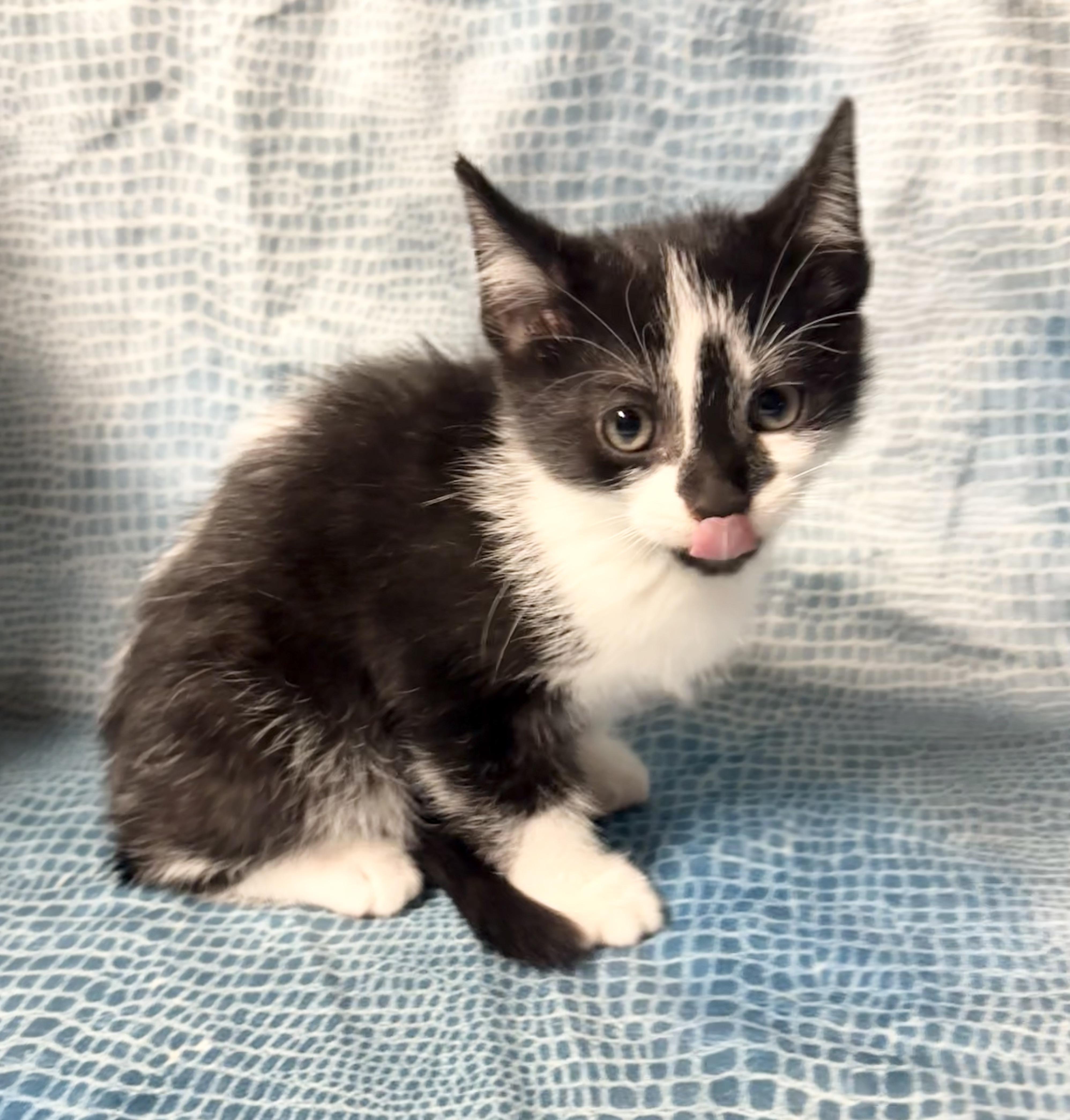 Enlarge SKUNK, an adopted Domestic Short Hair in Tillsonburg, ON image 2/4