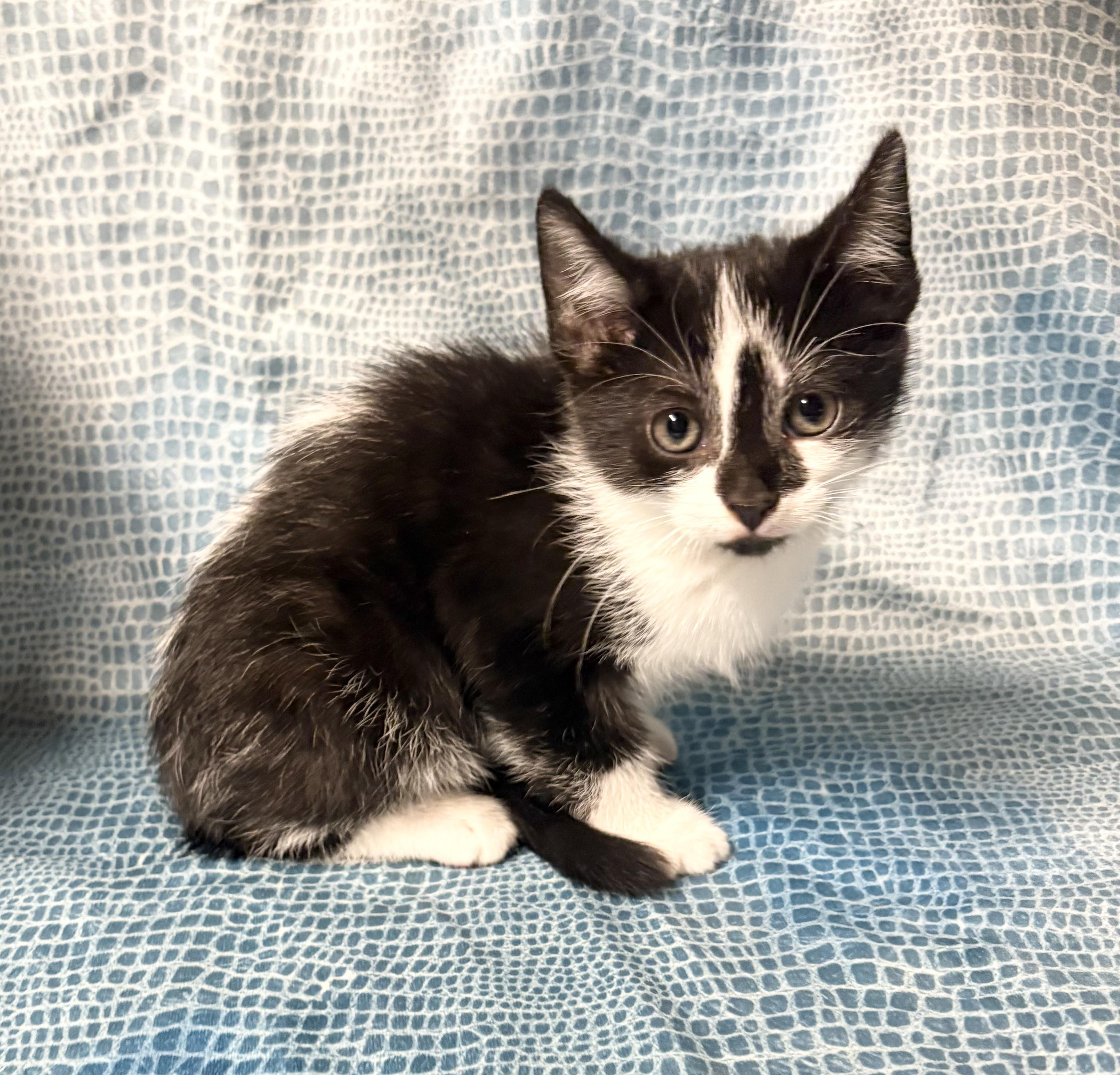 Enlarge SKUNK, an adopted Domestic Short Hair in Tillsonburg, ON image 3/4