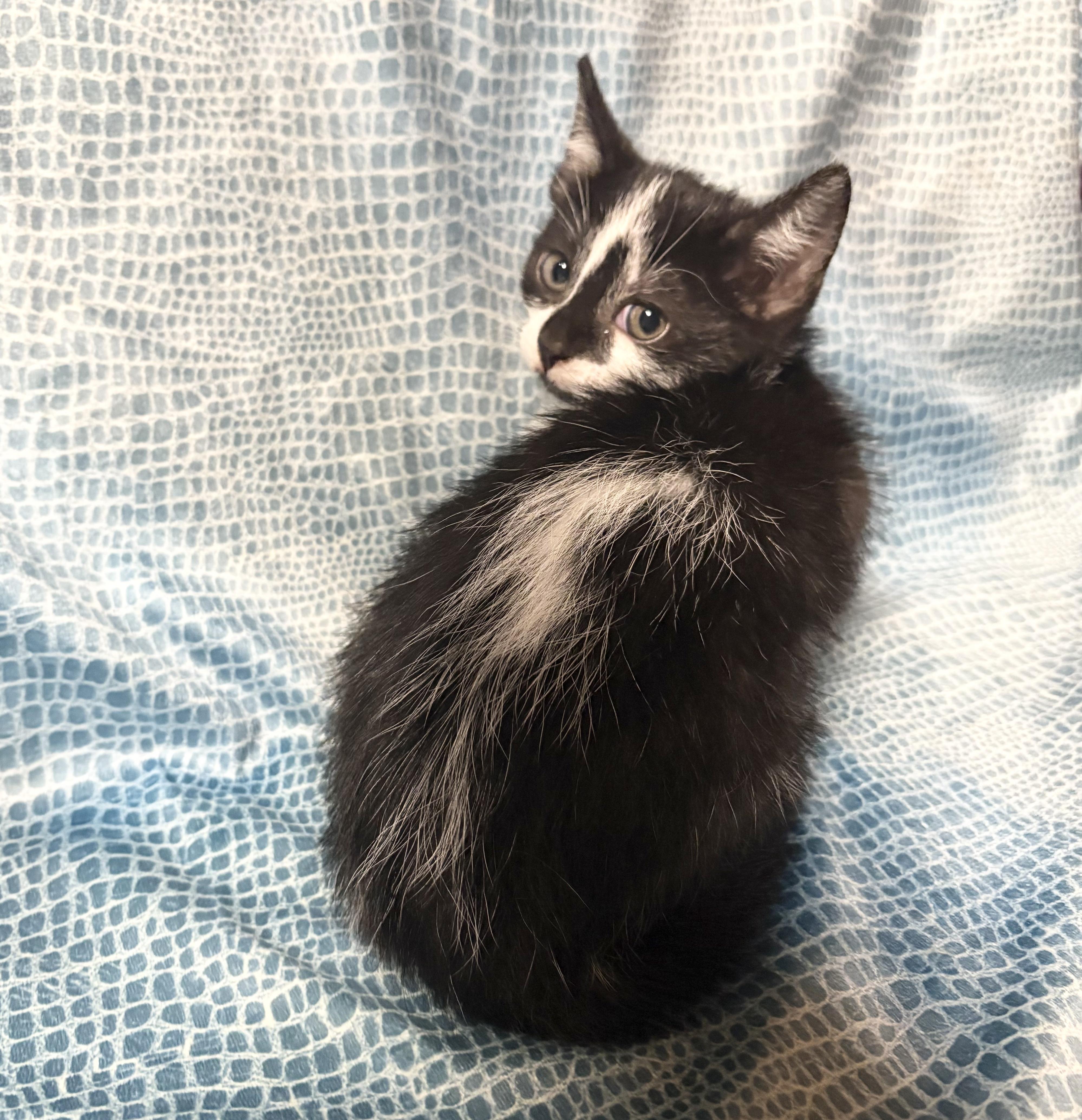 Enlarge SKUNK, an adopted Domestic Short Hair in Tillsonburg, ON image 4/4