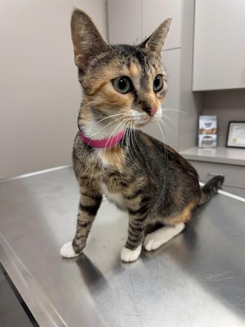 LYLAS, Adoptable, Young Female Domestic Short Hair.