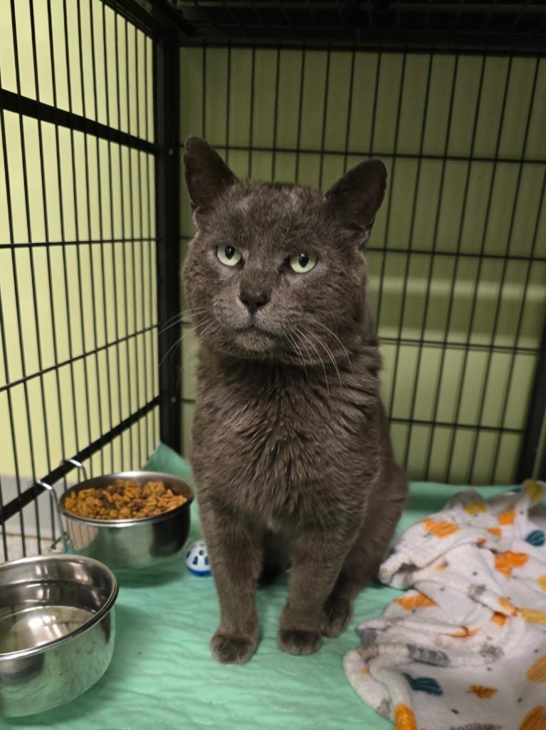 Enlarge Sevrin, a Adoptable mixed breed in Auburn, IN image 1/1