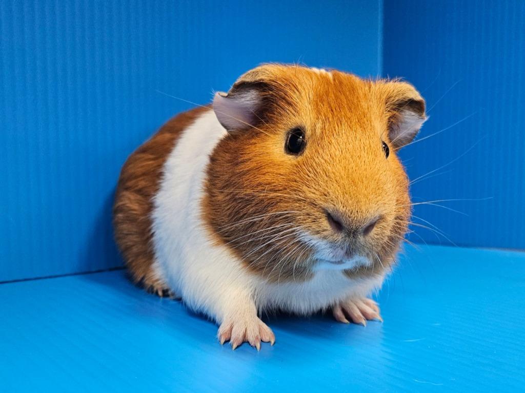 Enlarge Rome, a Adoptable mixed breed in Lewisville, TX image 1/3