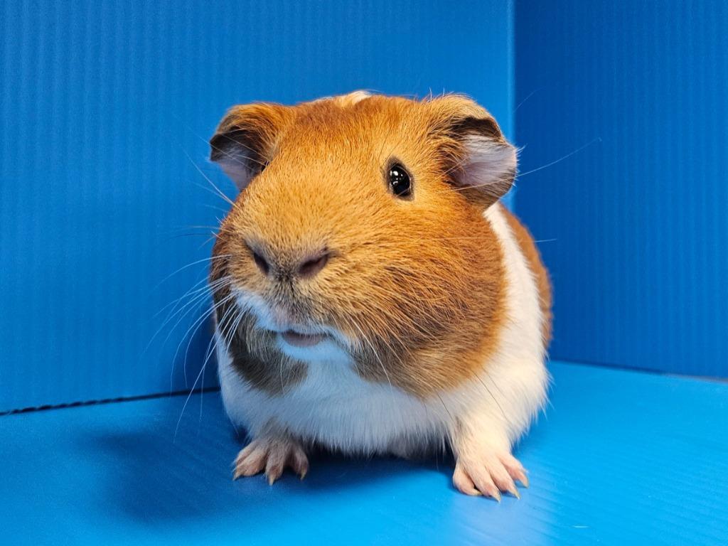 Rome, a Adoptable mixed breed in Lewisville, TX image 2/3