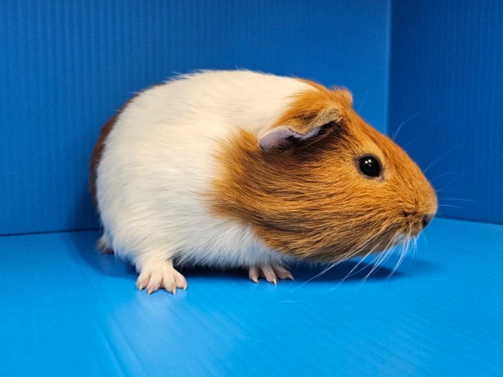 Rome, a Adoptable mixed breed in Lewisville, TX image 2/3