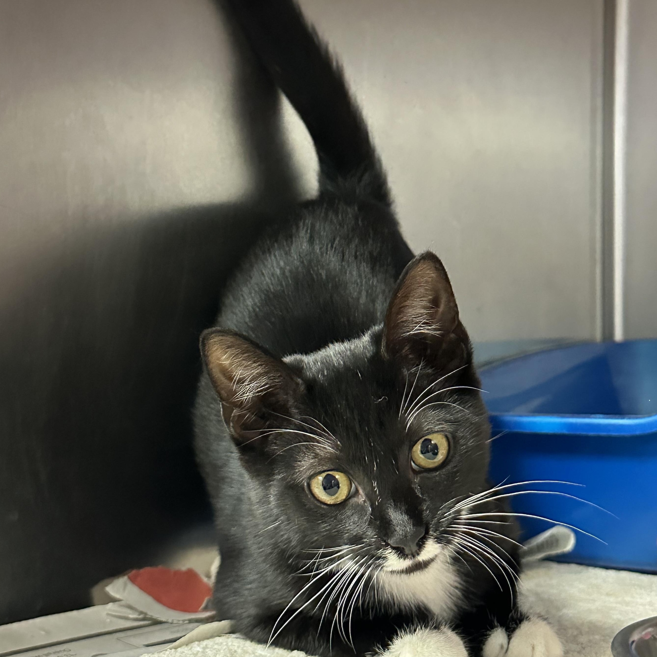 Acura Snuggly Kitten