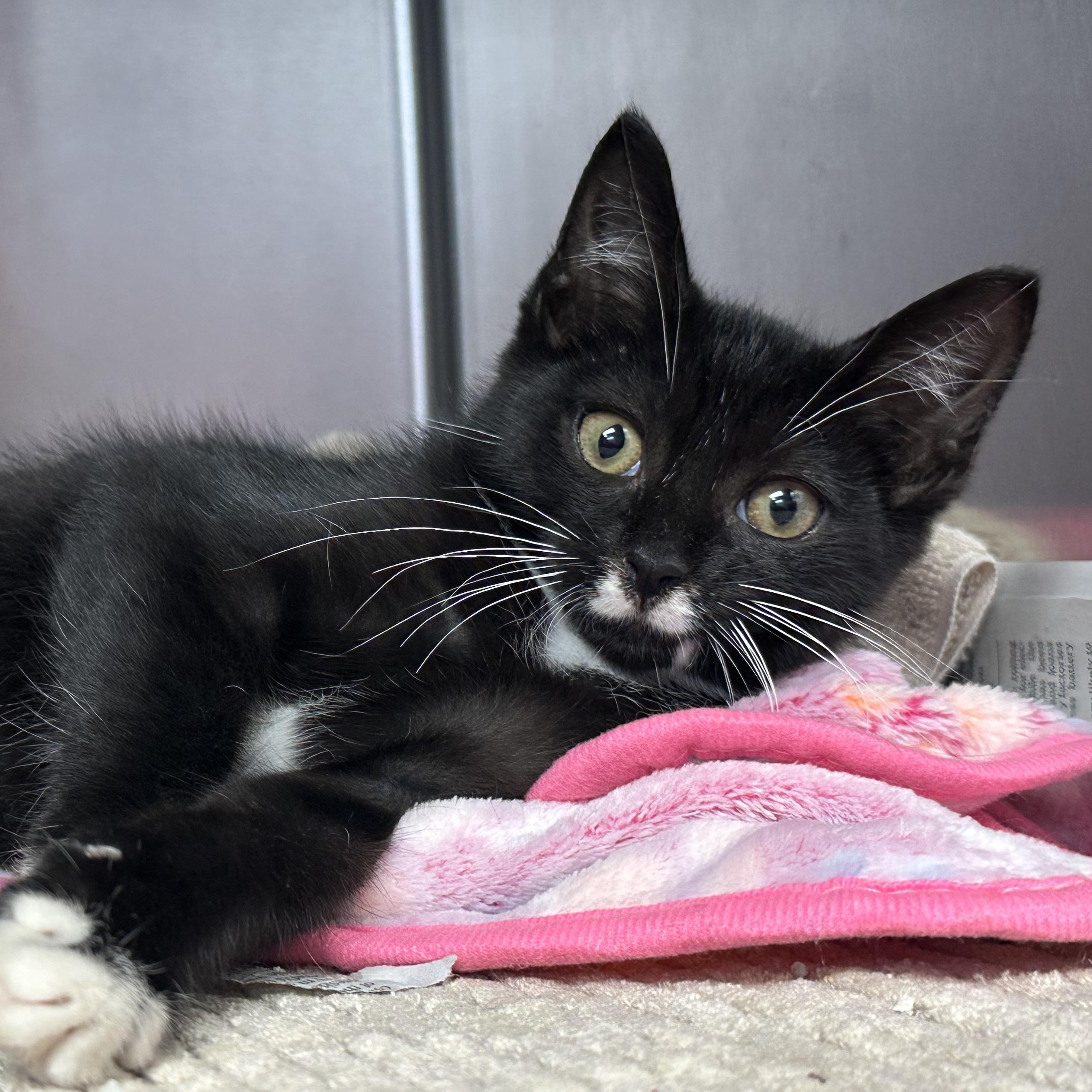 Acura Snuggly Kitten
