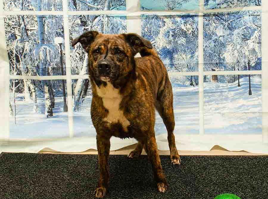 Enlarge Gala, a Adoptable mixed breed in Sanford, FL image 5/6